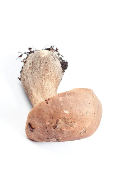 stock image Boletus in studio