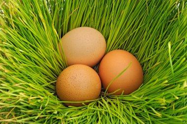 Eggs on the green grass clipart