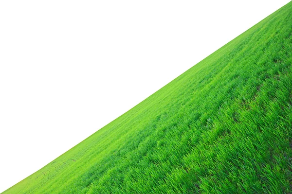 Campo de uma grama verde — Fotografia de Stock