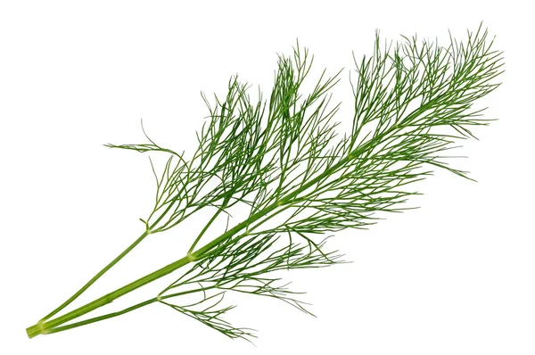 Dill sprig — Stock Photo, Image