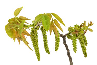 Walnut branch with young leaflets clipart