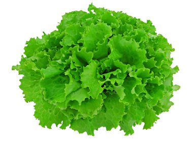 Green lettuce clipart