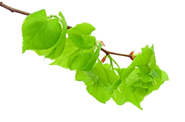 Linden branch with leaflets — Stock Photo, Image