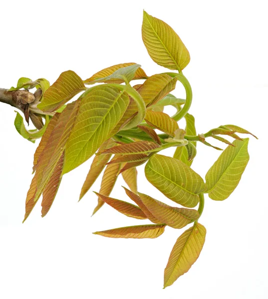 Zweig mit jungen Blättern — Stockfoto