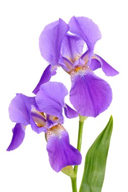 Flower iris clipart