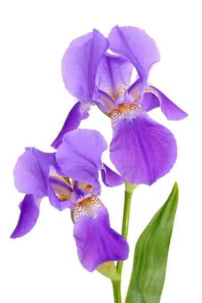 Bloem iris — Stockfoto