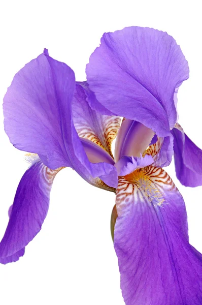 Iris viola — Foto Stock