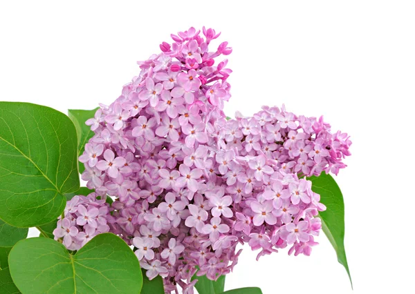Lilac — Stock Photo, Image