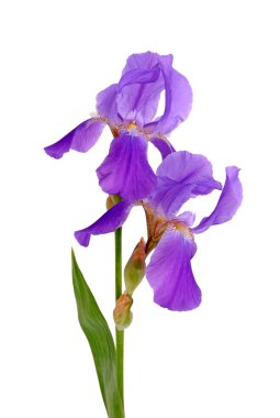 Iris clipart