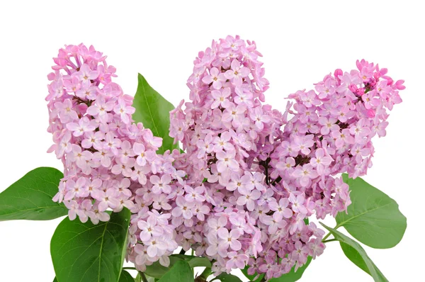 Lilac branch — Stock Photo, Image