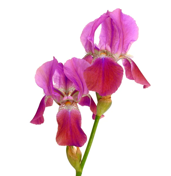 Iris rojo — Foto de Stock