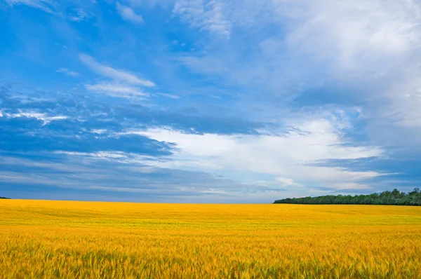 フィールド上の小麦の収穫 — ストック写真