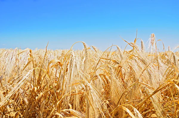Урожай пшениці — стокове фото