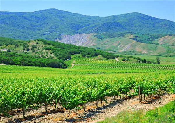 Eine Plantage mit Weinreben, Bergen und blauem Himmel — Stockfoto