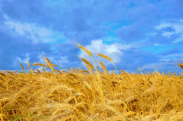 Wheat on the field — Stock Photo, Image