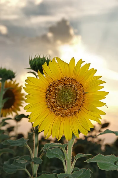 Sunflower at the sunset — Stock Photo, Image