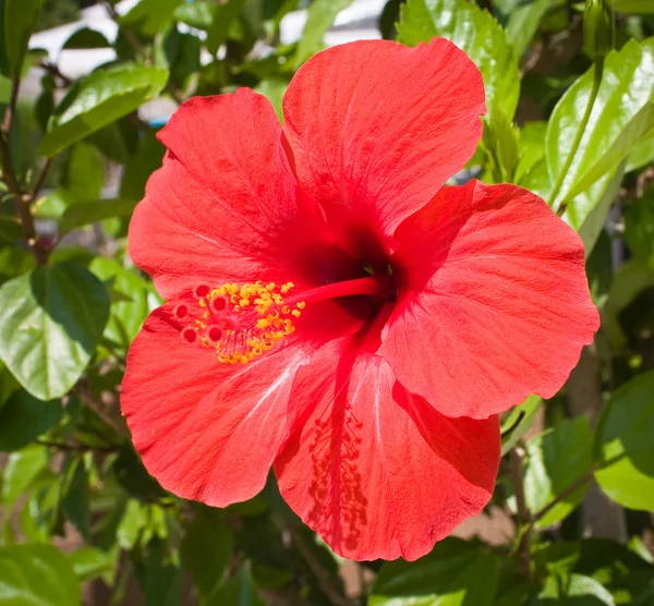 Flor de hibisco rojo — Foto de Stock