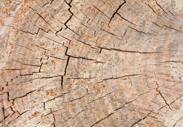 Árbol cortado — Foto de Stock