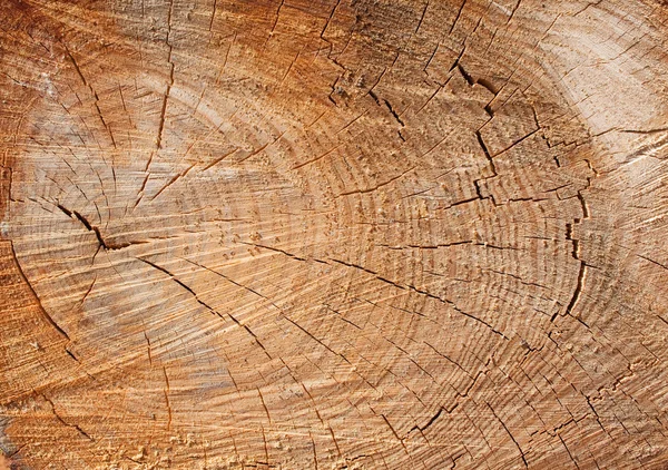 Snijden van boom — Stockfoto