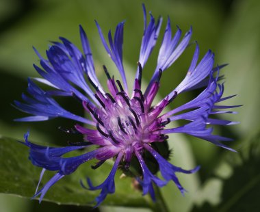 Peygamber Çiçeği (Centaurea cyanus makro)