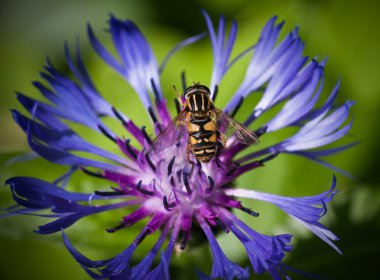 eristalis tenax çiçek centaurea cyanus üzerinde.