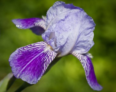 in çiçeklenme iris kapatın. küçük netlik derinliği