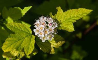 çiçekli kızılcık ağacı--cornus alba. küçük netlik derinliği