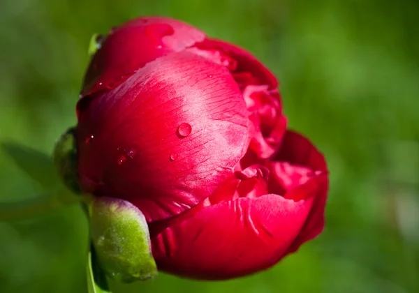 Blooming Peony in drops of rain. Small depth to sharpness — Stock Photo, Image