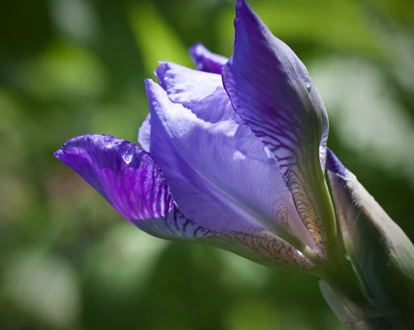 Primer plano del iris floreciente. Pequeña profundidad a la nitidez —  Fotos de Stock