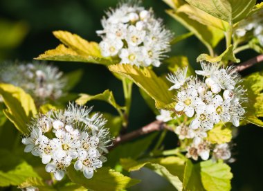 çiçekli kızılcık ağacı--cornus alba. küçük netlik derinliği