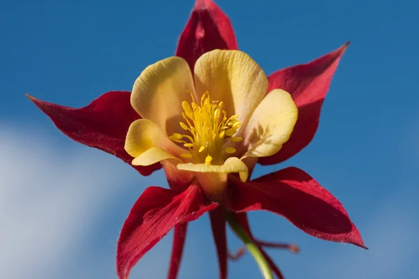 Aquilegia květ proti obloze. malá hloubka ostrosti — Stock fotografie