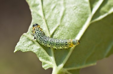 pteroidea rilesii. küçük netlik derinliği