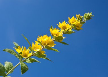 çiçekli loosestrife gökyüzü