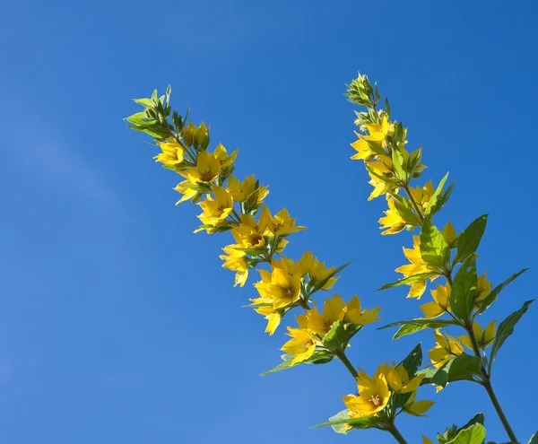 開花に映えてオカトラノオ — ストック写真