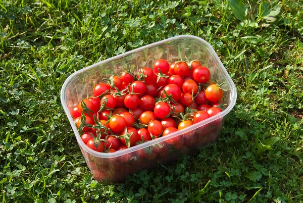 Rode vers geplukte tomaten — Stockfoto