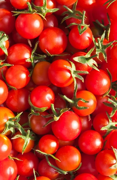 stock image Red tomatoes 