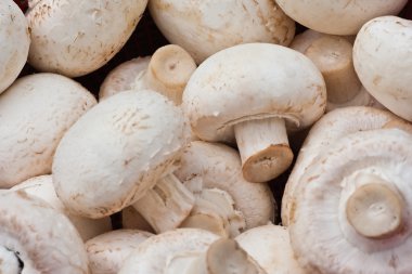 Background of white mushrooms clipart