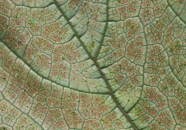 Υφή του φύλλου από κοντά — Φωτογραφία Αρχείου