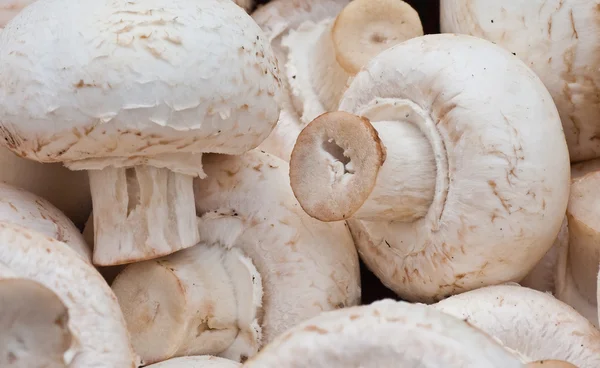 stock image Background of white mushrooms