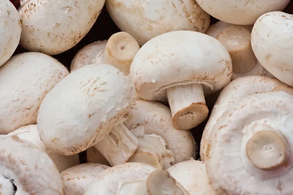 Sfondo di funghi bianchi — Foto Stock