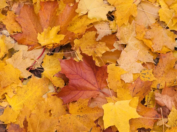 stock image Background of the yellow leaves of autumn