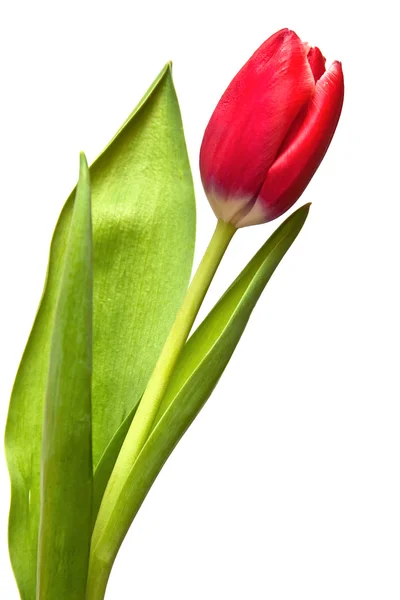 Single tulip — Stock Photo, Image