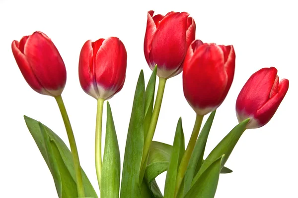 stock image Five tulip