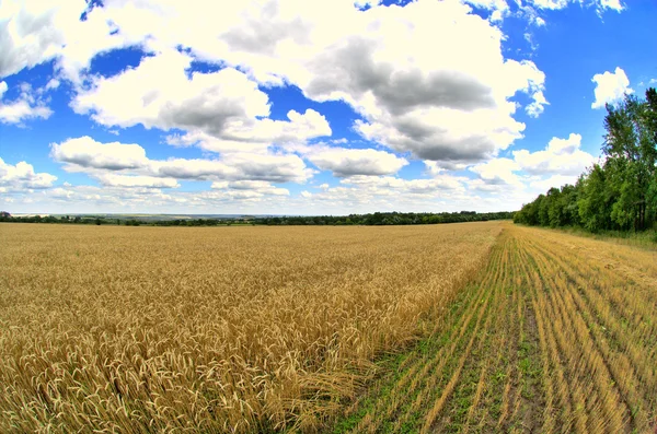 Farm - wheat macro — Stock Photo, Image