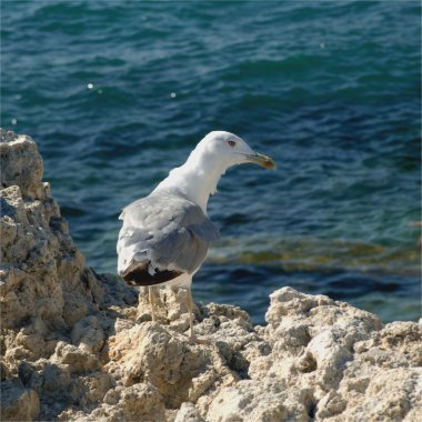Sea gull düz arıyorsunuz