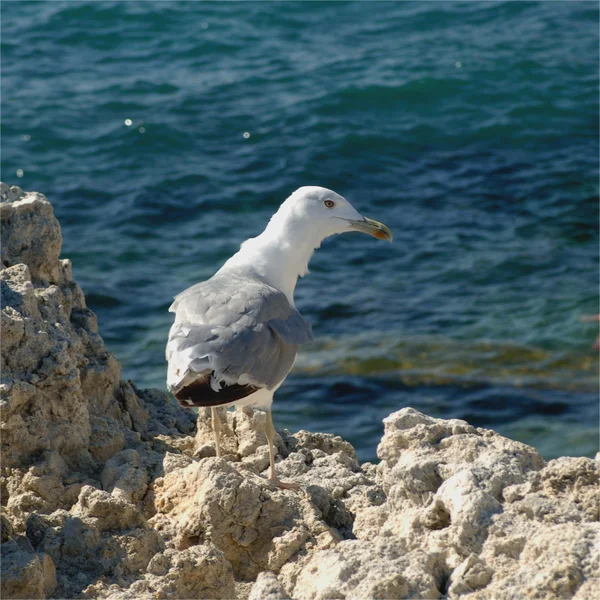 Sea gull düz arıyorsunuz — Stok fotoğraf