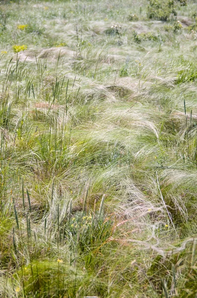 草原の羽 — ストック写真