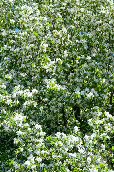 stock image Flowering tree