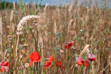 Poppy in wheat field clipart