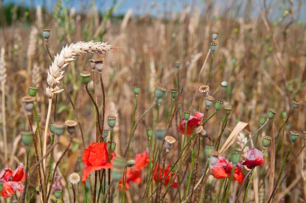 Poppy in tarweveld — Stockfoto